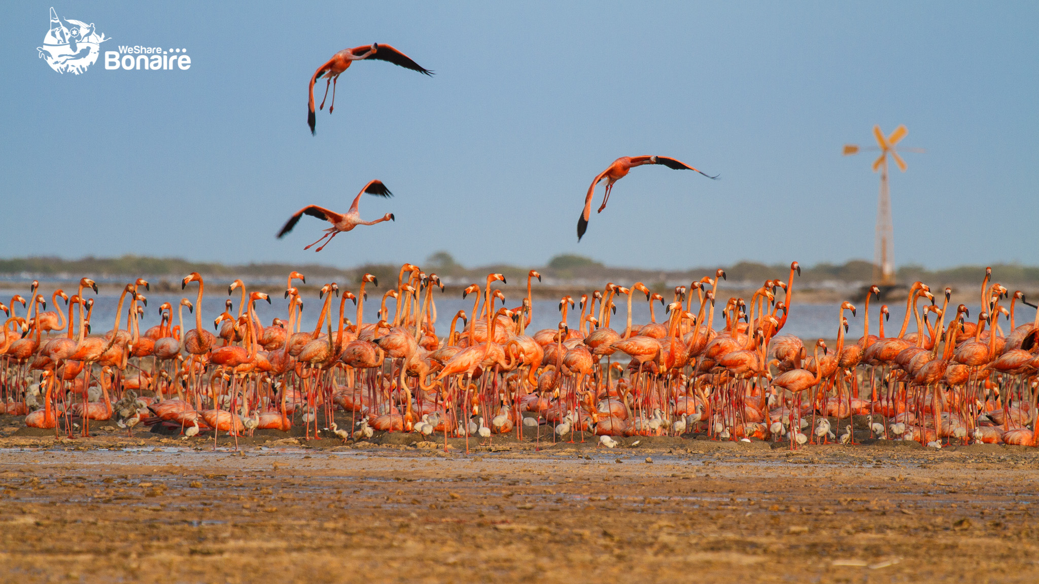 Bonaire and Flamingos - We Share Bonaire